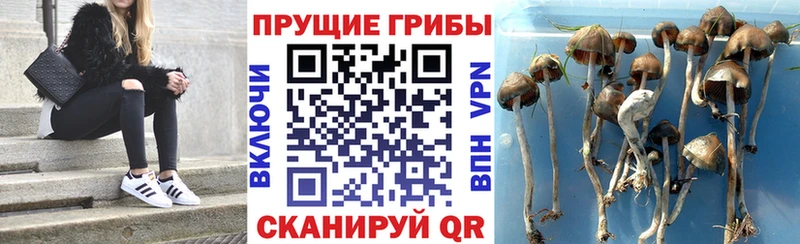 Галлюциногенные грибы GOLDEN TEACHER  купить наркоту  Кировград 